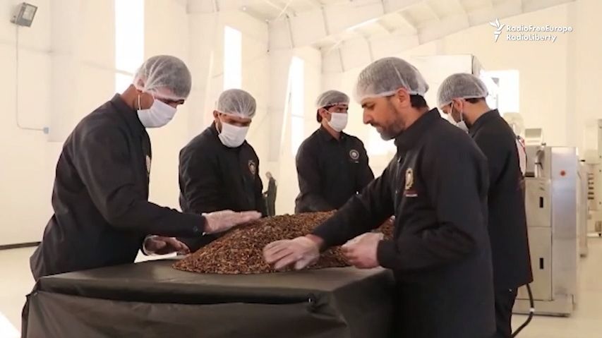 V Afghánistánu stoupá produkce piniových oříšků
